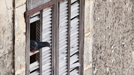 pigeon dans maison abandonnée 