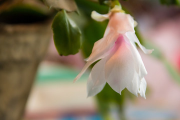 White-pink blooming Christmas cactus (Schlumbergera) in flower pot