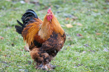 A big roostert. The Brahma breed has several subspecies. This meat and decorative breed is prevalent, mainly in the CIS countries.