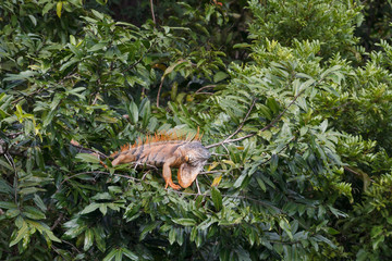 American iguana sitting on the tree, Belize