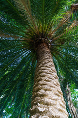 Naklejka premium Palm tree - upward view
