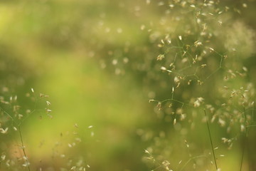 Close up of the leaves of grass in the forestn