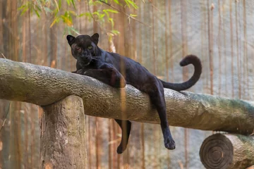 Tuinposter Een zwarte panter is de melanistische kleurvariant van elke grote kattensoort. Zwarte panters in Azië en Afrika zijn luipaarden en die in Amerika zijn zwarte jaguars. © phichak