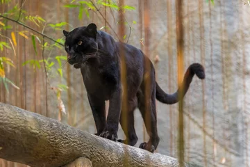 Raamstickers Een zwarte panter is de melanistische kleurvariant van elke grote kattensoort. Zwarte panters in Azië en Afrika zijn luipaarden en die in Amerika zijn zwarte jaguars. © phichak