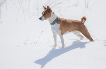 Mature Basenji dog standing on a fresh snow and looking into the distant