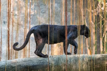 Poster Een zwarte panter is de melanistische kleurvariant van elke grote kattensoort. Zwarte panters in Azië en Afrika zijn luipaarden en die in Amerika zijn zwarte jaguars. © phichak