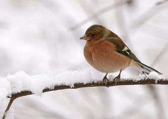 chaffinch