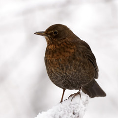 blackbird female