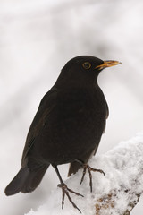 blackbird