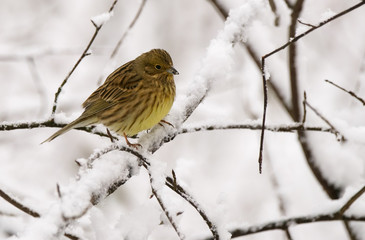 Yellowhammer