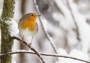 European robin