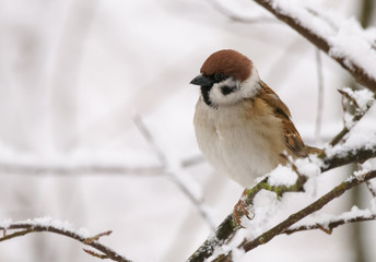 tree sparrow