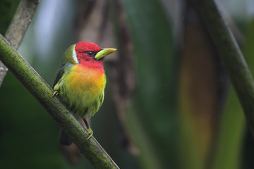 Red-headed Barbet - Eubucco bourcierii, beautiful colorful red headed barbet from Costa Rica hills.