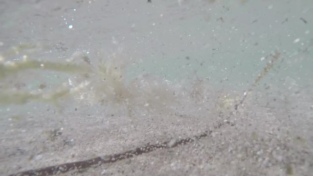 Unterwasser, gelbe Krabbe in der Brandung, Indischer Ozean, Westk&uuml;ste Australiens