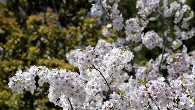 cerisier en fleur au Japon 