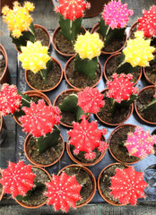 Colourful cacti at a florists