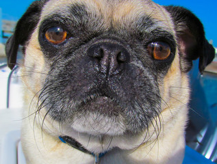 Calm dog pug portrait with close up face.
Image of a cute doggy head with brown eye on a summer sunny day.