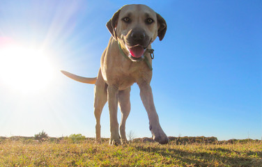 White dog labrador and bright sun rays behind.
Cute pet is standing on grass in sunset background.