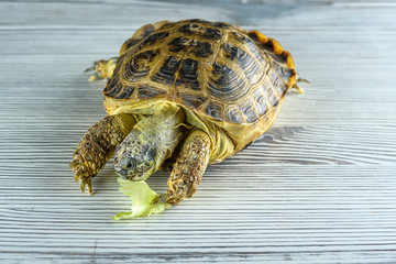 portrait of a turtle on a light wooden background