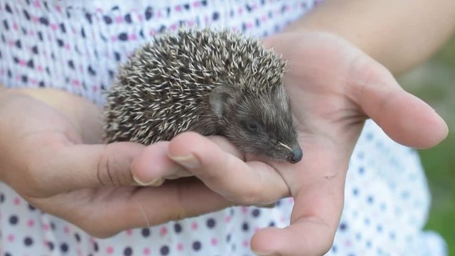Cute small young agile hedgehog moves in woman's hands