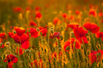 Detail of field of poppies in sunset in a shallow depth of field. Sunset harmony feeling view good as background for posters and banners. Warm sun light in spring evening