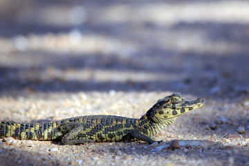 Naklejka premium Tiny Baby Caiman Crossing the Road (Caiman crocodilus) Pantanal, Brazil