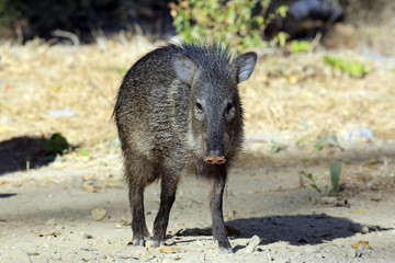 Young Collared Peccary (Pecari tajacu) Facing the Camera. Pantanal, Brazil