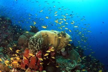 Colorful Coral Reef with Schools of Fish against Blue Water. Pescador Island, Moalboal, Philippines © Daniel Lamborn