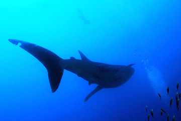 Obraz premium Whale Shark Silhouette, with Snorkeler by the Surface. South Ari Atoll, Maldives