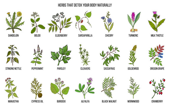 Best herbs for body detox
