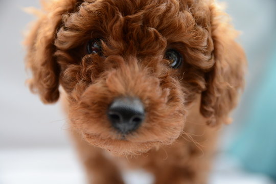 neugieriger kleiner zwergpudel