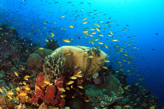 Fototapeta Colorful Coral Reef with Schools of Fish against Blue Water. Pescador Island, Moalboal, Philippines