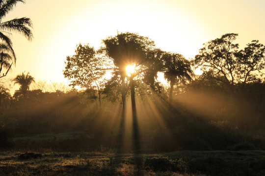 Sunburst behind Tree with Rays Breaking Through the Foliage. Pantanal, Brazil