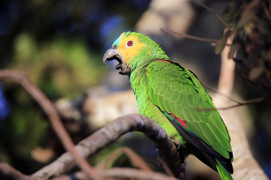 Turquoise-fronted Amazon (Amazona aestiva, aka Turquoise-fronted Parrot) Yawning. Pantanal, Brazil