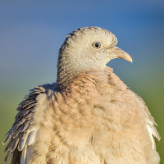 Pigeon portait, wood pigeon close-up