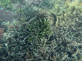 Fish under water in very blue water in Malaysia diving and snorkeling