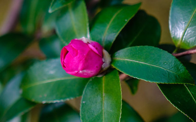 Beautiful red flower of Japanese Camellia