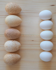 Fototapeta na wymiar Diet turkey eggs and conventional eggs.