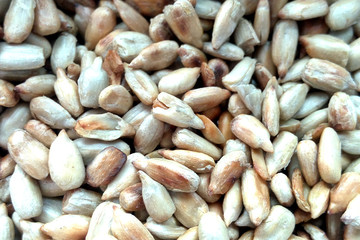 Shelled sunflower seeds close-up texture