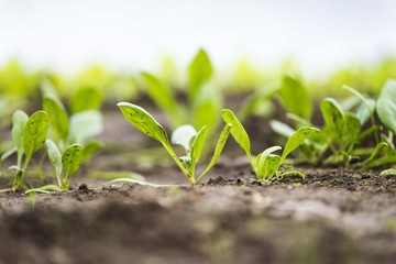 green salad seedlings in greenhouse