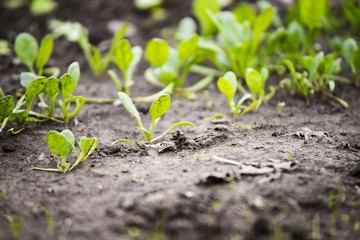 green salad seedlings in greenhouse