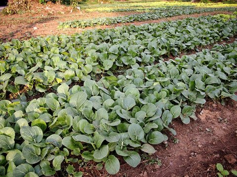 Pechay or Silverbeet