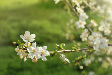 tender spring flowers/ branch of a blossoming cherry tree on a green lawn background in a park 