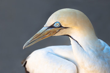 Portrait of a Cape Gannet