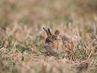 I see you! Skylark 