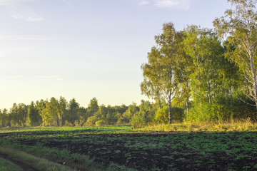 summer Siberian solar forest