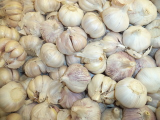 Fototapeta premium garlic