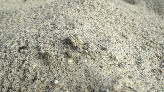 female hand pick up flower in the sand, concept ecology, green earth disaster destroyed, global warming, dry drought, pollution, woman find last hope, change climate arid landscape desert, hot heat