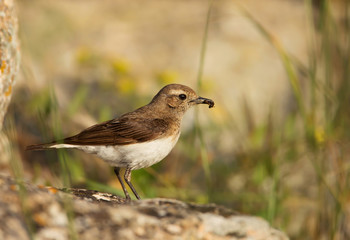 Close up of a Pied Wheatear collecting food for the chicks