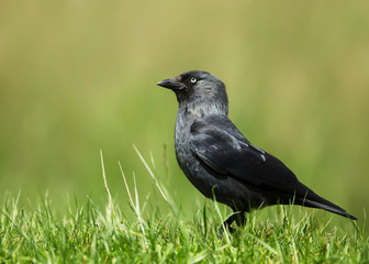Close up of a Jackdaw against green background